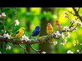 Lagu Vleugels van Wonder  De mooiste vogels van de natuur \u0026 ontspannend vogelgezang