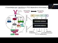 Download Lagu Mapping the oncogenic PI3K signaling code with single-cell resolution | Dr. Ralitsa Madsen l SCP2024