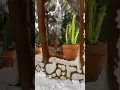 Free template to this gingerbread greenhouse in the description box of my YouTube