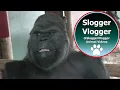 How strong is a silverback Gorilla Shows Strength When Throwing Female