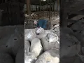 skill 1 - handling sheep restrain by tipping