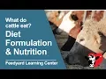 What Do Cattle Eat Diet Formulation Nutrition