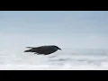 Max Richter - Aria 2 (Pt.1)