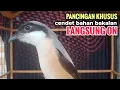 Lagu Suara Pancingan Khusus Cendet Bahan Toet toet Bongkar Isian Biangnya Bikin Cendet Lain Nyaut Emosi