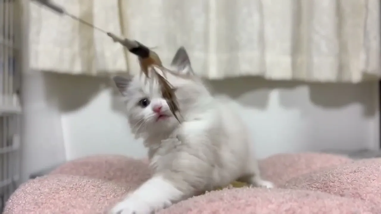 動画