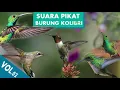 Burung kolibri pikatan