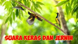 Download Suara Pikat Sogon Dan Burcil Volume Keras Dan Jernih MP3