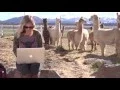 Download Lagu Meet “FarmHer” Jane Levene, Who Runs One of the Largest Herds of Paco-Vincunas in the U.S.