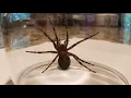 Wolf Spider Biggest Minnesota Spider