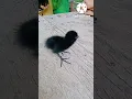Download Lagu Cute baby waterhen #animallover #shorts #waterhen