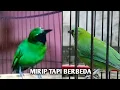 Download Lagu Pemula majib tau perbedaan burung cucak ijo mini dan burung cucak ranting Download Lagu Pemula majib tau perbedaan burung cucak ijo mini dan burung cucak ranting