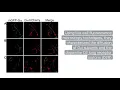 Download Lagu Cell membrane localization influences Gαi protein subclass selectivity