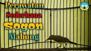 Download Perawatan Sederhana Sogon Mabung//ngurak MP3