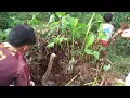 Download Lagu umbi ganyong tanaman liar cemilan jadul yang kaya manfaat