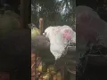 teman sejati