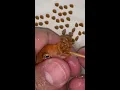 Download Lagu Orange cichlid fish giving birth 🐳❤️👍🐳 #fish #fishing