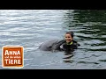 Download Lagu Wie pupst der Delfin? | Reportage für Kinder | Anna und die wilden Tiere