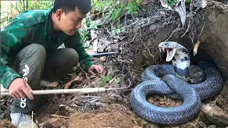 A shocking discovery: four king cobras coiled beneath a mound of earth in the forest.