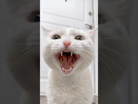СОФУ ВЫГНАЛИ ИЗ ДОМА 😱