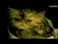 Download Lagu P.O.D. - School Of Hard Knocks [HD]