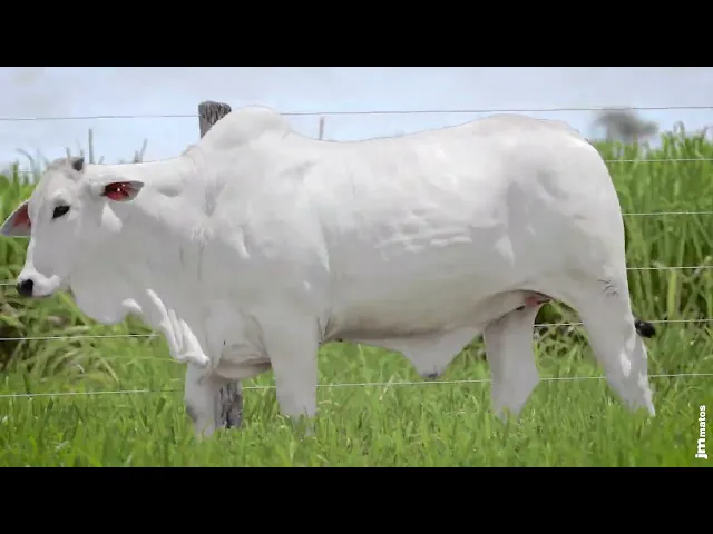 Novilha Nelore MMAR - 4502