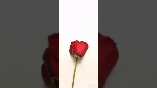 مسكتلوش بيقولي بعد العمر دا مبحبهوش طب اقول لقلبي متحنلوش 