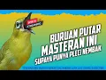 Download Lagu 🔴  LIVE masteran pleci terbaru trend 2025