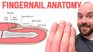 nail anatomy fingernails and toenails integumentary system