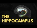 Hippocampus Anatomy Explained MRI Radiology Anatomy