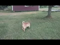 MiMi Shar-Pei Rescue of Virginia Road to Recovery New York 1st responders 07052024