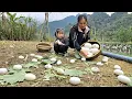 Lagu Together with my daughter, we harvested giant goose eggs and purple radishes to sell at the market