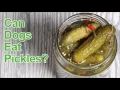 Can Dogs Eat Pickles