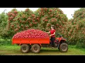 Download Lagu Harvesting lychees with 4-wheel off-road vehicles - bringing them to market | Hien Daily Life