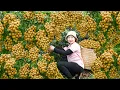 Download Lagu Unexpected Harvest Of Longan Trees Full Of Fruit To Sell at Market | Hà Rural Life