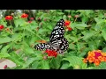 The Splendor of Butterflies: Nature's Living Art