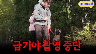 10명 이상 입질한 역대급 폭군견.. 강형욱을 보자마자 달라졌다?ㅣKBS 개는 훌륭하다 220425 방송