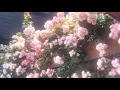 aleyna tilki - bedel (speed up) 🎶🎧