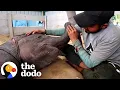 Download Lagu Baby Elephant Hit By A Train Takes Her First Steps | The Dodo Download Lagu Baby Elephant Hit By A Train Takes Her First Steps | The Dodo