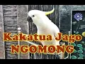Download Lagu Namanya YAKUB, Si Burung Kakatua Yang Jago Ngomong...
