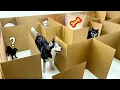 Download Lagu HUSKIES VS CATS is een wedstrijd om verborgen snoepjes te vinden in een doolhof