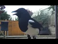 Download Lagu Dari dekat dengan burung murai yang berisik di nampan penangkap biji #burung #videoburung #burungmurai #picapica