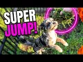 Cavapoos Jump For Yard Weeds In 106 Heat