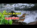 Download Lagu TERAPI AIR, TERAPI BURUNG ANIS CENDANA MALAS BUNYI JADI NGERIWIK