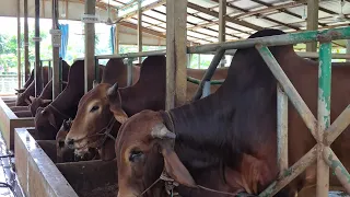 শুভ দুপুর, কৃমি নাশক প্রয়োগের ২ ঘন্টা পর গোসল করিয়ে দানাদার খাবার দেয়া হয়েছে। Chitrapuri Agro