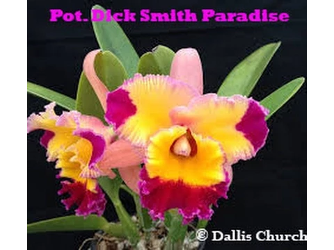 POT DICK SMITH