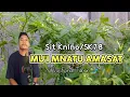 Download Lagu LAGU ROHANI (Sit Knino/SK)-MU'I MNATU AMASAT+Lirik _Voc FENDI TAHUN 🎤