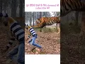 Download Lagu tiger attack man in the forest #shorts