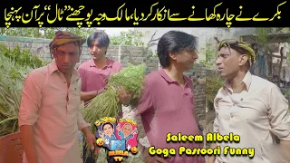 Bakra Ka Charra Khanay Say Inkar Saleem Albela Goga Pasroori Funny Video  Bakra Ka Charra Khanay Say Inkar Saleem Albela Goga Pasroori Funny Video