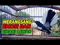 terapi dasar buat mancing kacer bahan agar cepat bunyi dan gacor semua jenis kacer dijamin nyaut