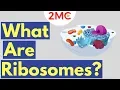 What are Ribosomes Ribosome Function and Structure